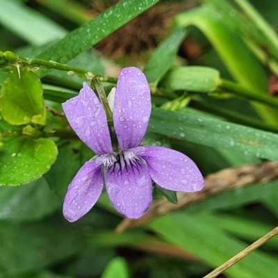 Viola sp. (Violet) at Mittagong, NSW - 7 Jan 2023 by trevorpreston