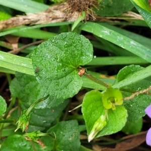 Viola sp. at Wingecarribee Local Government Area - 7 Jan 2023