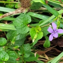 Viola sp. at Wingecarribee Local Government Area - 7 Jan 2023 04:03 PM