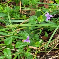 Viola sp. at Wingecarribee Local Government Area - 7 Jan 2023 04:03 PM