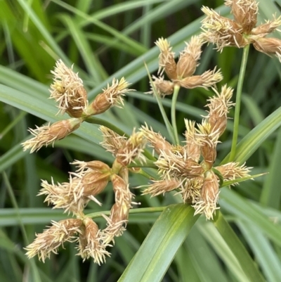 Bolboschoenus medianus (A Sedge) at Murrumbateman, NSW - 7 Jan 2023 by JaneR