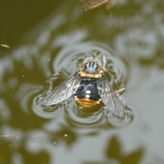 Scaptia sp. (genus) (March fly) at QPRC LGA - 2 Jan 2023 by arjay