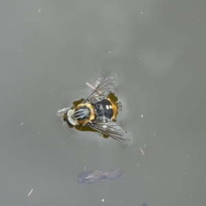Scaptia sp. (genus) at suppressed - 2 Jan 2023