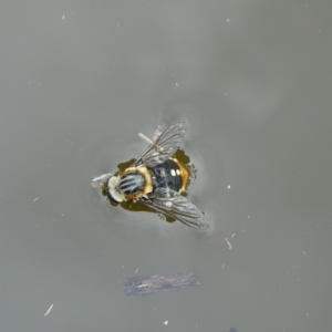 Scaptia sp. (genus) at Charleys Forest, NSW - 2 Jan 2023