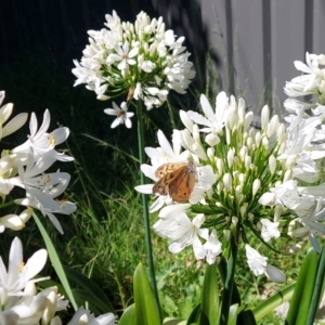 Heteronympha merope at Kambah, ACT - 8 Jan 2023