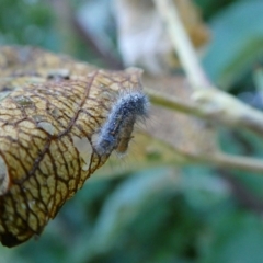 Orgyia anartoides (Painted Apple Moth) at Charleys Forest, NSW - 8 Jan 2023 by arjay