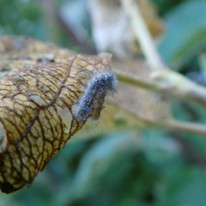 Orgyia anartoides at suppressed - 8 Jan 2023