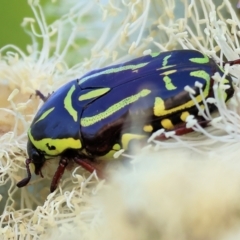 Eupoecila australasiae (Fiddler Beetle) at Wodonga, VIC - 7 Jan 2023 by KylieWaldon