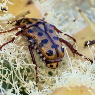 Neorrhina punctatum (Spotted flower chafer) at Wodonga, VIC - 8 Jan 2023 by KylieWaldon