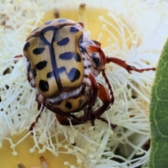 Neorrhina punctata at Wodonga, VIC - 8 Jan 2023