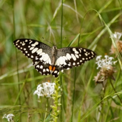 Papilio demoleus (Chequered Swallowtail) at Namadgi National Park - 7 Jan 2023 by DPRees125