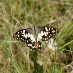 Papilio demoleus at Cotter River, ACT - 7 Jan 2023