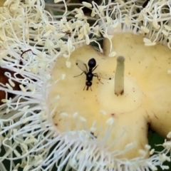 Parapalaeosepsis plebeia (Ant fly) at Wodonga - 7 Jan 2023 by KylieWaldon