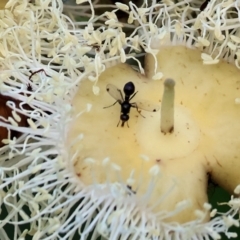 Parapalaeosepsis plebeia (Ant fly) at Wodonga, VIC - 8 Jan 2023 by KylieWaldon