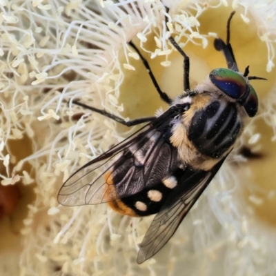 Scaptia (Scaptia) auriflua (A flower-feeding march fly) at Wodonga, VIC - 8 Jan 2023 by KylieWaldon