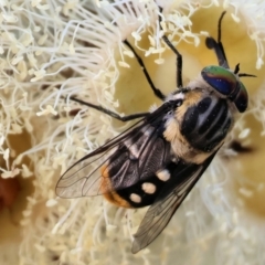 Scaptia (Scaptia) auriflua (A flower-feeding march fly) at Wodonga, VIC - 7 Jan 2023 by KylieWaldon