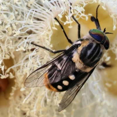 Scaptia (Scaptia) auriflua (A flower-feeding march fly) at Wodonga, VIC - 7 Jan 2023 by KylieWaldon