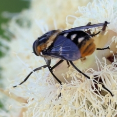 Scaptia (Scaptia) auriflua at Wodonga, VIC - 8 Jan 2023 09:39 AM