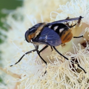 Scaptia (Scaptia) auriflua at Wodonga, VIC - 8 Jan 2023 09:39 AM