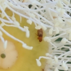 Unidentified Weevil (Curculionoidea) at Wodonga, VIC - 7 Jan 2023 by KylieWaldon