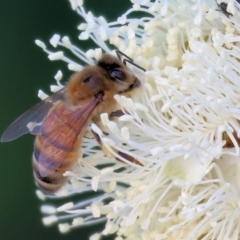 Apis mellifera (European honey bee) at Wodonga, VIC - 7 Jan 2023 by KylieWaldon