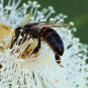 Apis mellifera at Wodonga, VIC - 8 Jan 2023 09:36 AM