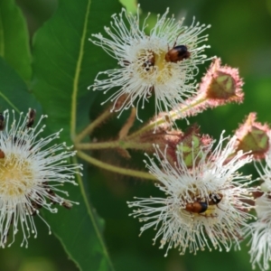 Angophora sp. at Wodonga - 8 Jan 2023 09:31 AM