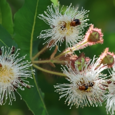 Angophora sp. (Angophora species) at Wodonga - 7 Jan 2023 by KylieWaldon