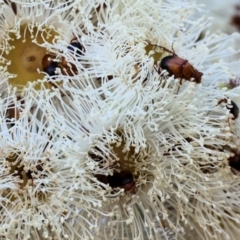 Angophora sp. at Wodonga - 8 Jan 2023 09:31 AM