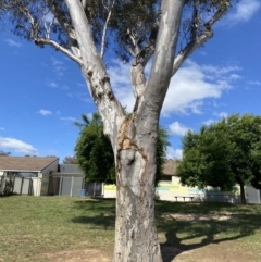 Eucalyptus blakelyi (Blakely's Red Gum) at Wanniassa, ACT - 7 Jan 2023 by jks