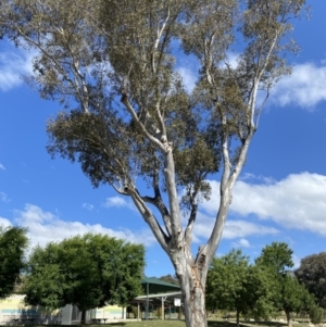 Eucalyptus blakelyi at Wanniassa, ACT - 7 Jan 2023