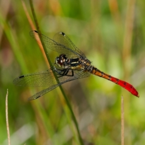 Nannophya dalei at Paddys River, ACT - 7 Jan 2023