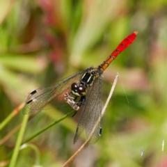 Nannophya dalei at Paddys River, ACT - 7 Jan 2023