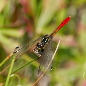 Nannophya dalei at Paddys River, ACT - 7 Jan 2023