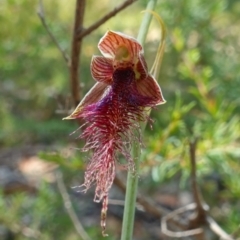 Calochilus gracillimus (Late Beard Orchid) at Jervis Bay National Park - 1 Jan 2023 by RobG1
