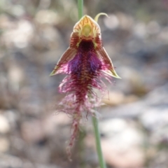 Calochilus gracillimus at Vincentia, NSW - 1 Jan 2023