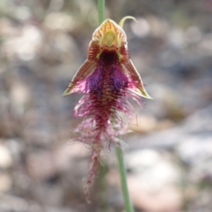 Calochilus gracillimus at Vincentia, NSW - suppressed