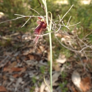 Calochilus gracillimus at Vincentia, NSW - suppressed