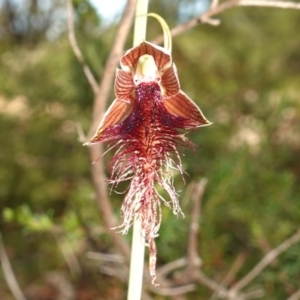 Calochilus gracillimus at Vincentia, NSW - 1 Jan 2023