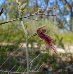 Calochilus gracillimus at Vincentia, NSW - suppressed