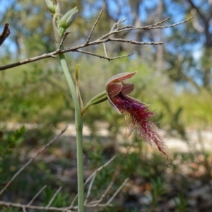 Calochilus gracillimus at Vincentia, NSW - 1 Jan 2023