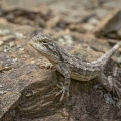Amphibolurus muricatus (Jacky Lizard) at Molonglo Gorge - 7 Jan 2023 by trevsci