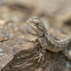 Amphibolurus muricatus at Kowen, ACT - 7 Jan 2023
