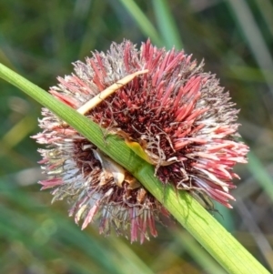 Chorizandra sphaerocephala at suppressed - suppressed