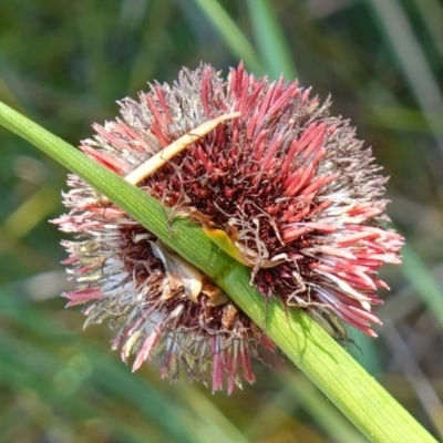 Chorizandra sphaerocephala (Roundhead Bristle-sedge) at Hyams Beach, NSW - 1 Jan 2023 by RobG1