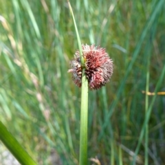 Chorizandra sphaerocephala at suppressed - suppressed