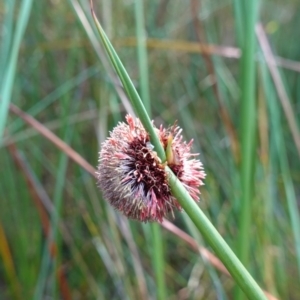 Chorizandra sphaerocephala at suppressed - suppressed