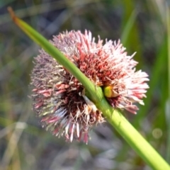 Chorizandra sphaerocephala at suppressed - suppressed