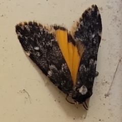 Halone coryphoea (Eastern Halone moth) at Bundanoon, NSW - 8 Jan 2023 by trevorpreston