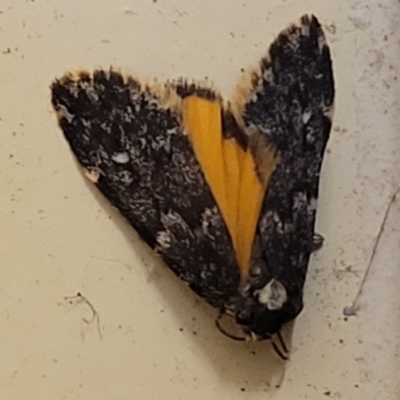 Halone coryphoea (Eastern Halone moth) at Bundanoon - 8 Jan 2023 by trevorpreston